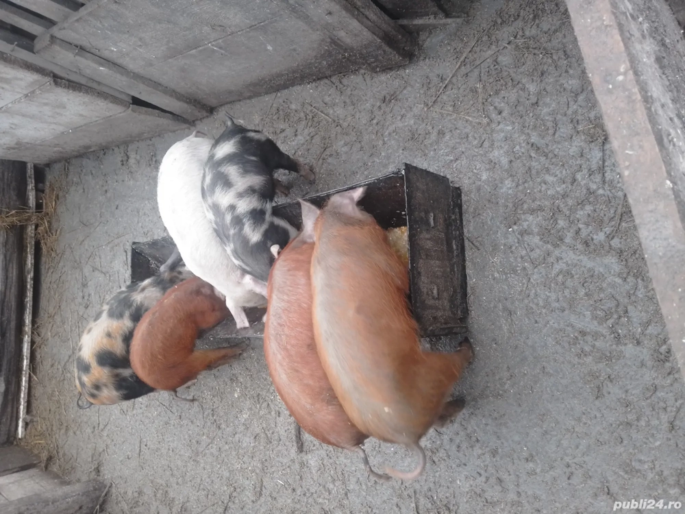 de vanzare 5 purcei de 10 saptamani 