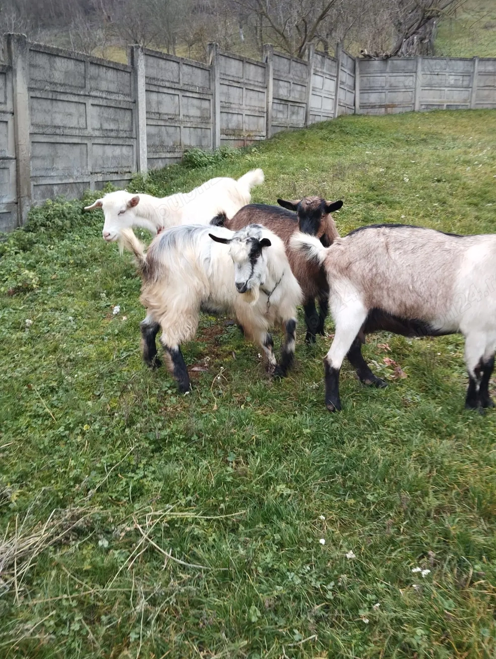 Vând Ţap Alb prietenos  