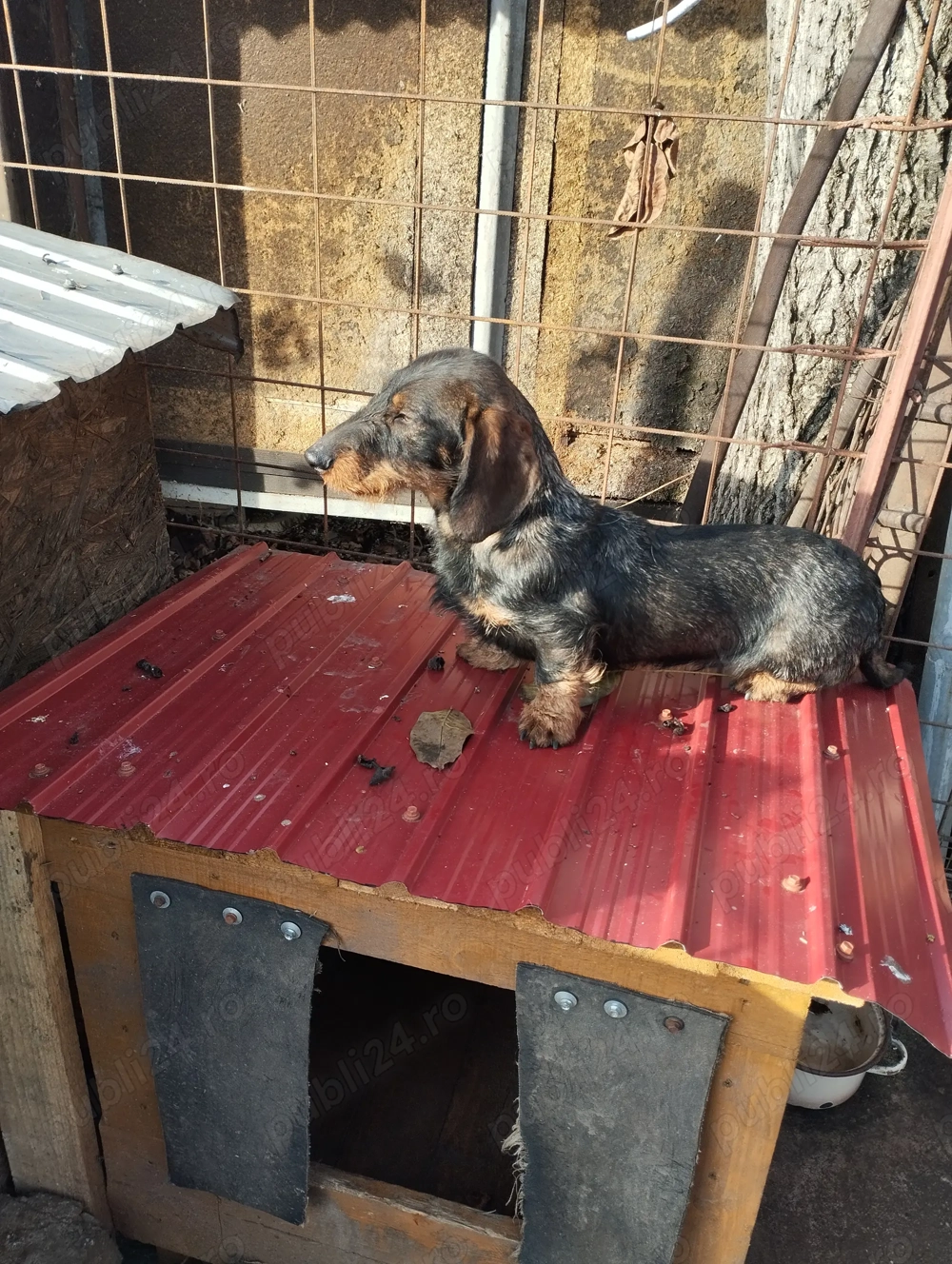 Teckel sarmos standard