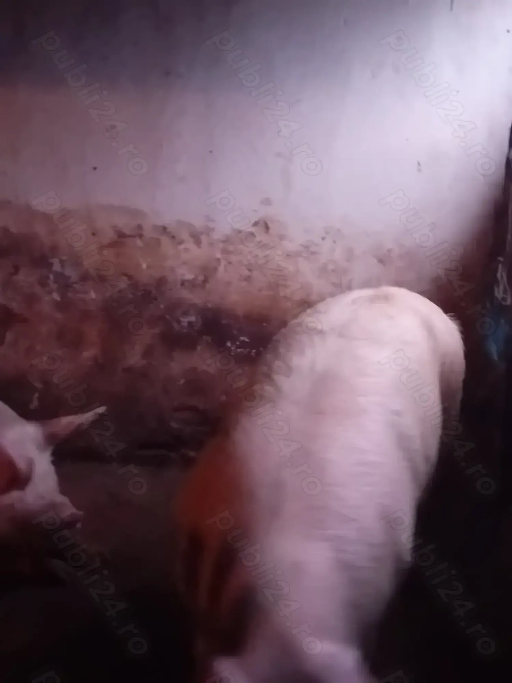 Porci de 110 -120 kg