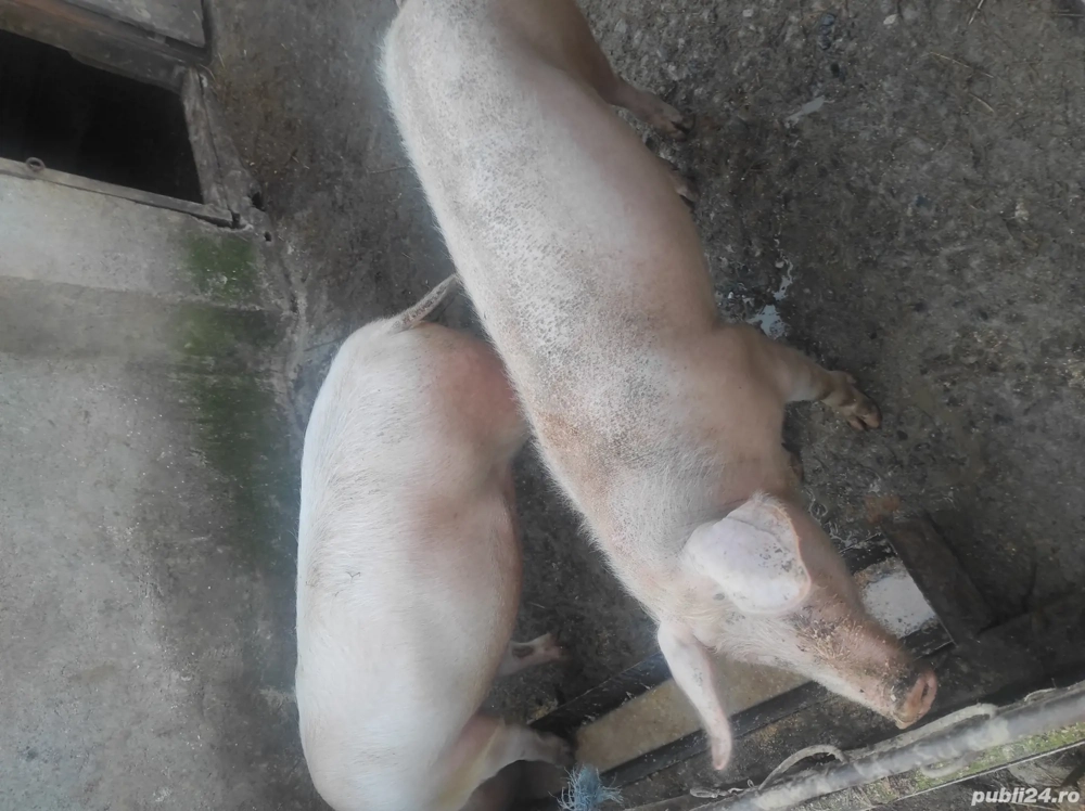 vand 2 porci, rasa marele alb cu landras, aprox 130 kg