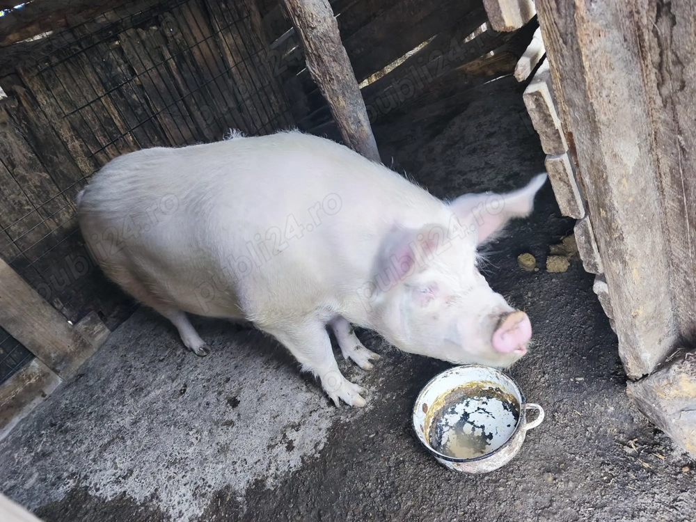 Porc de vânzare Gostinu - Giurgiu
