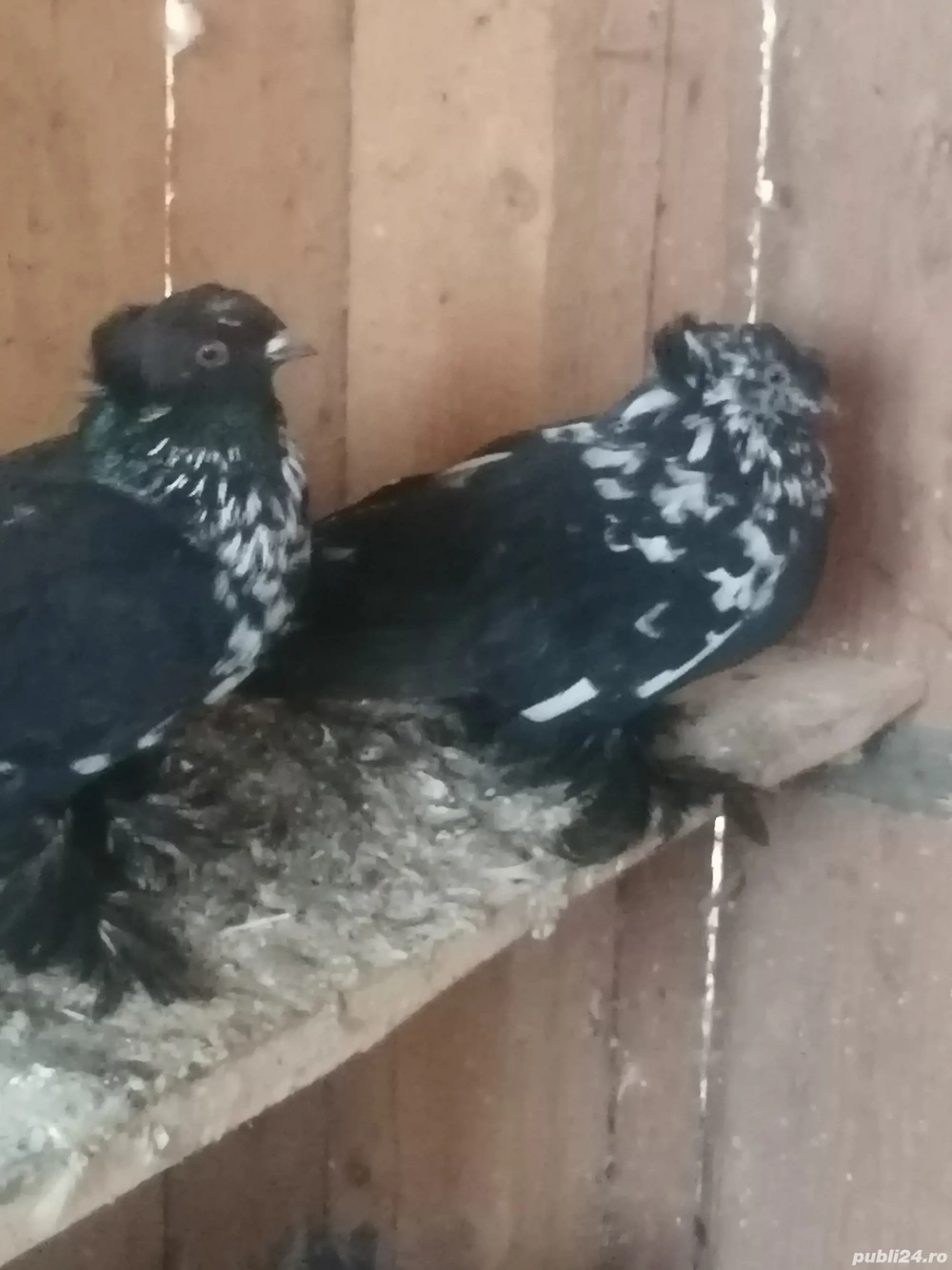 Porumbei botosari cu 2 carpet detali la nr   de vanzare