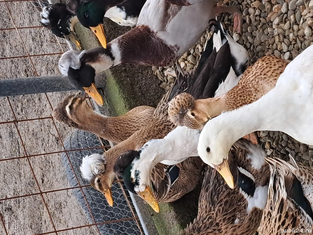 vând rațe românești moțate 