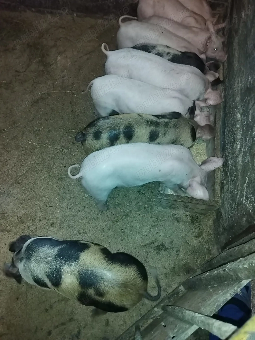 Purcei de vânzare 30 kg 