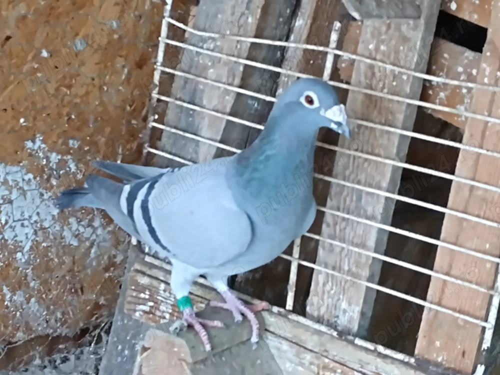 Vand femele porumbel voiajor