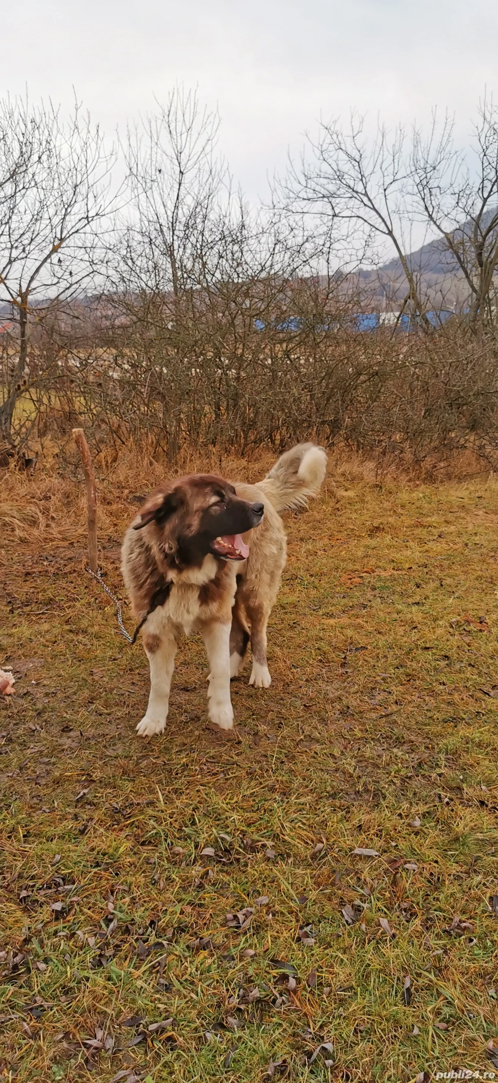 De vânzare sau schimb câini 