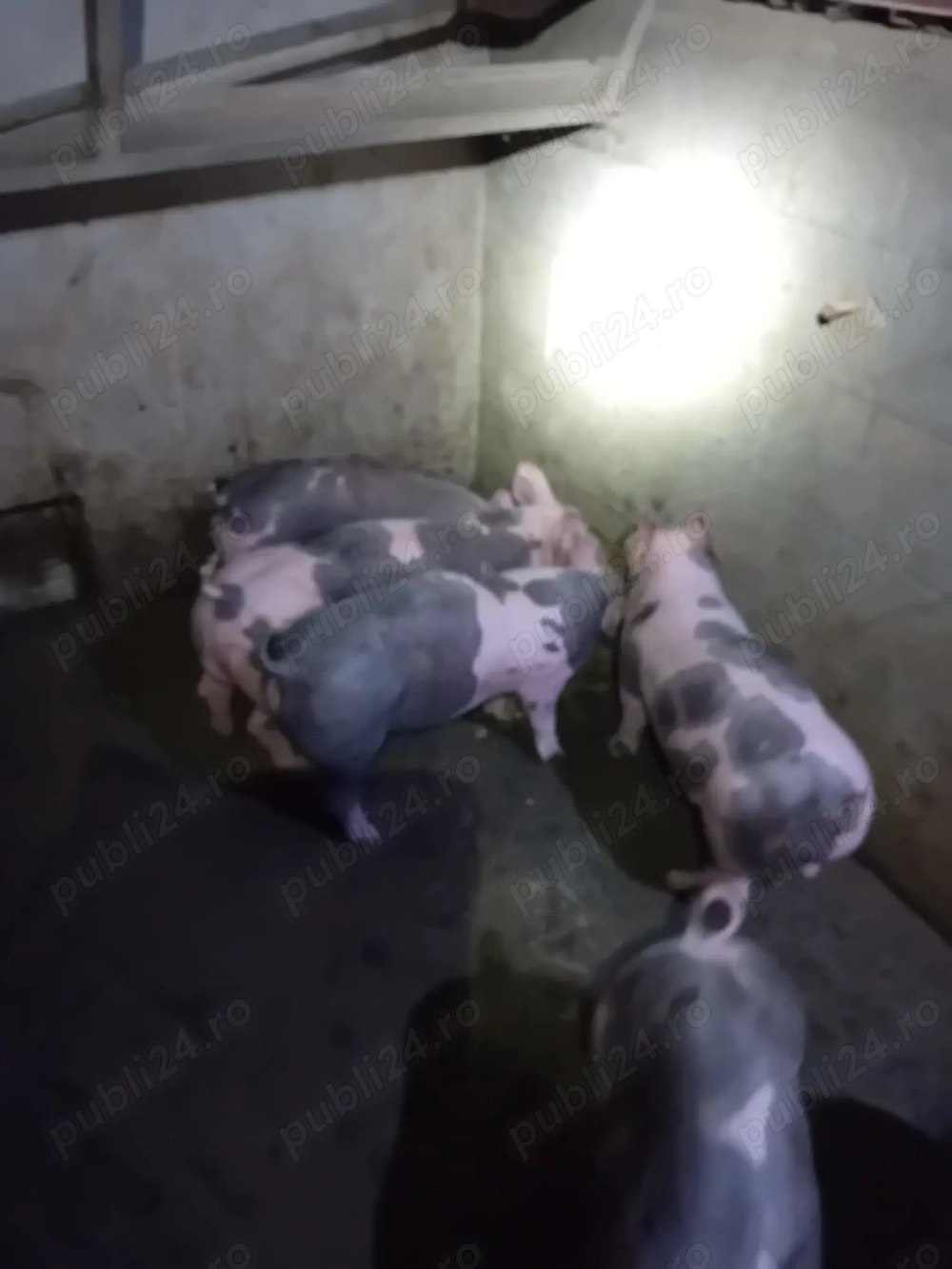 Vând purcei 11 săptămâni 