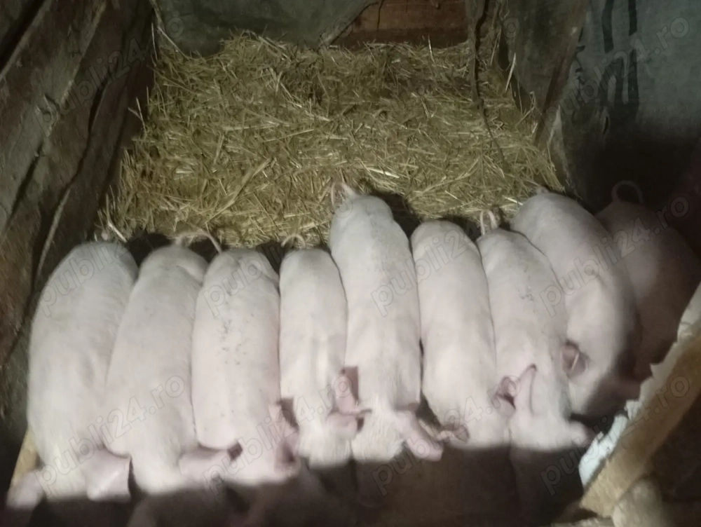 Mai sunt disponibili 5 purcei 