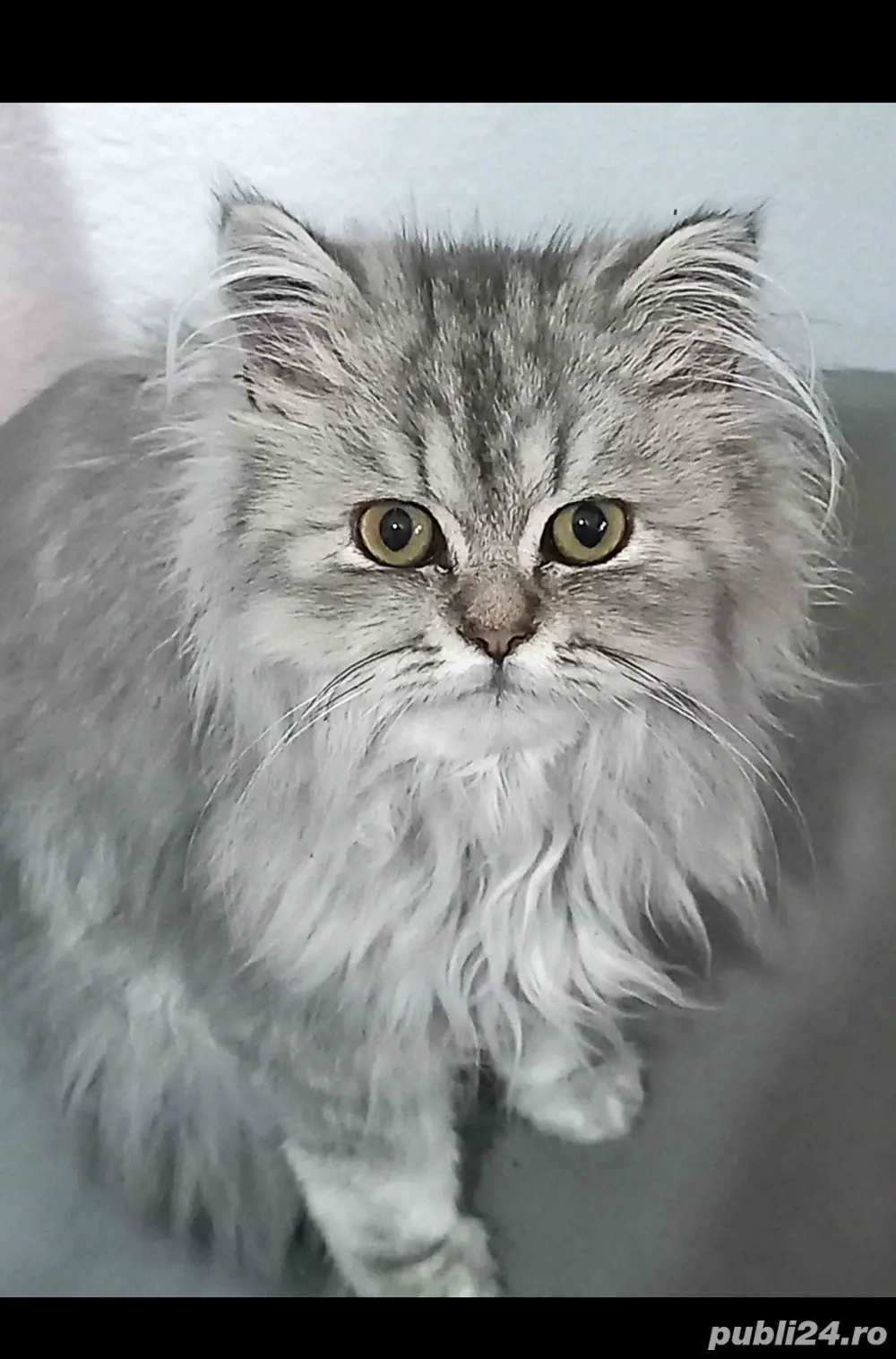 Motănel persan Silver Shaded