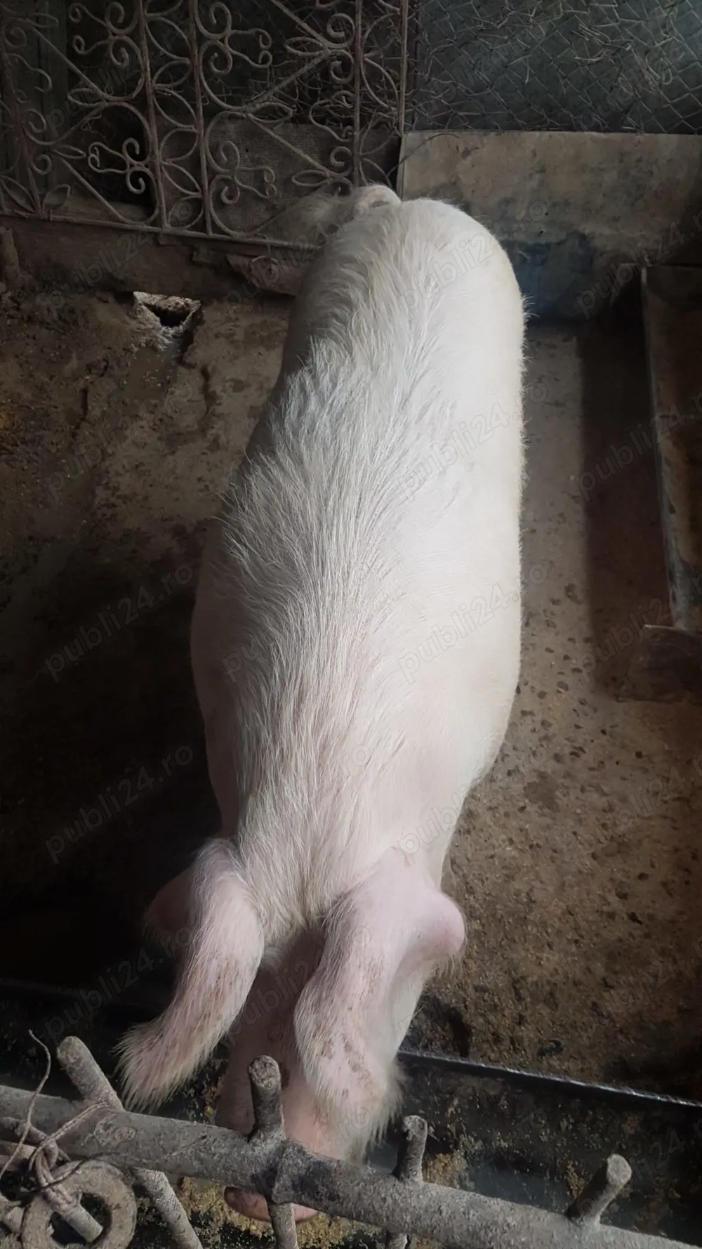 Porc de vanzare, Cociu, 15 lei kg!