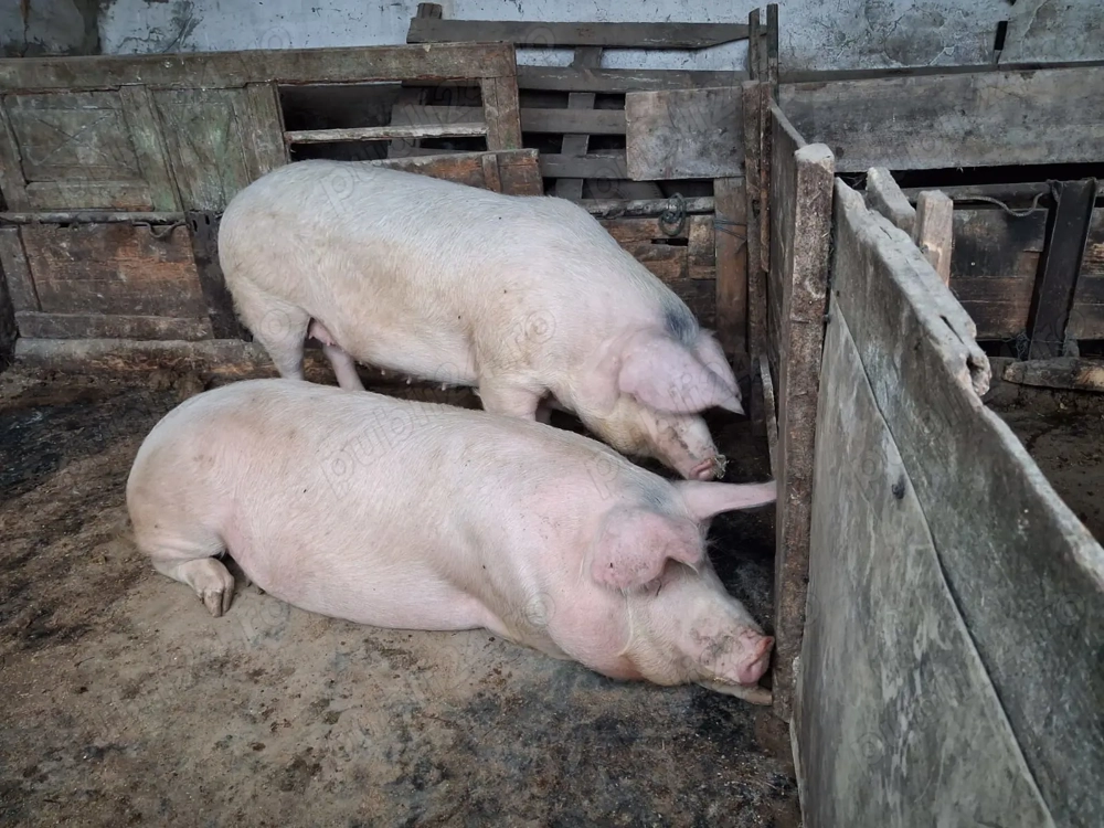 Vand porci la 220-250kg 