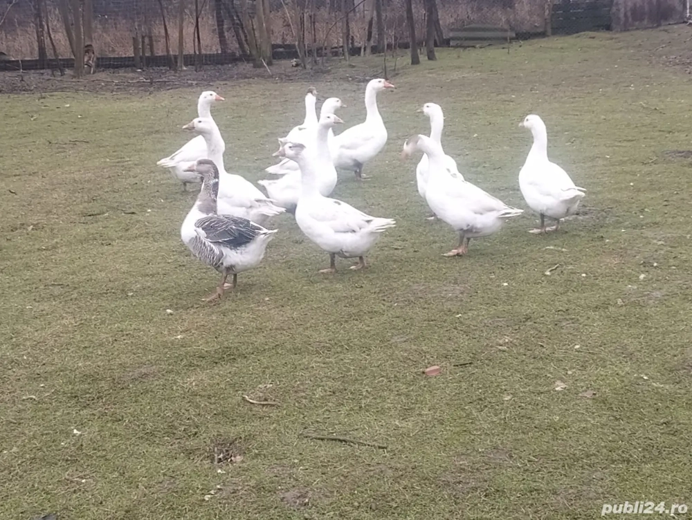 vand rate mute si gaste