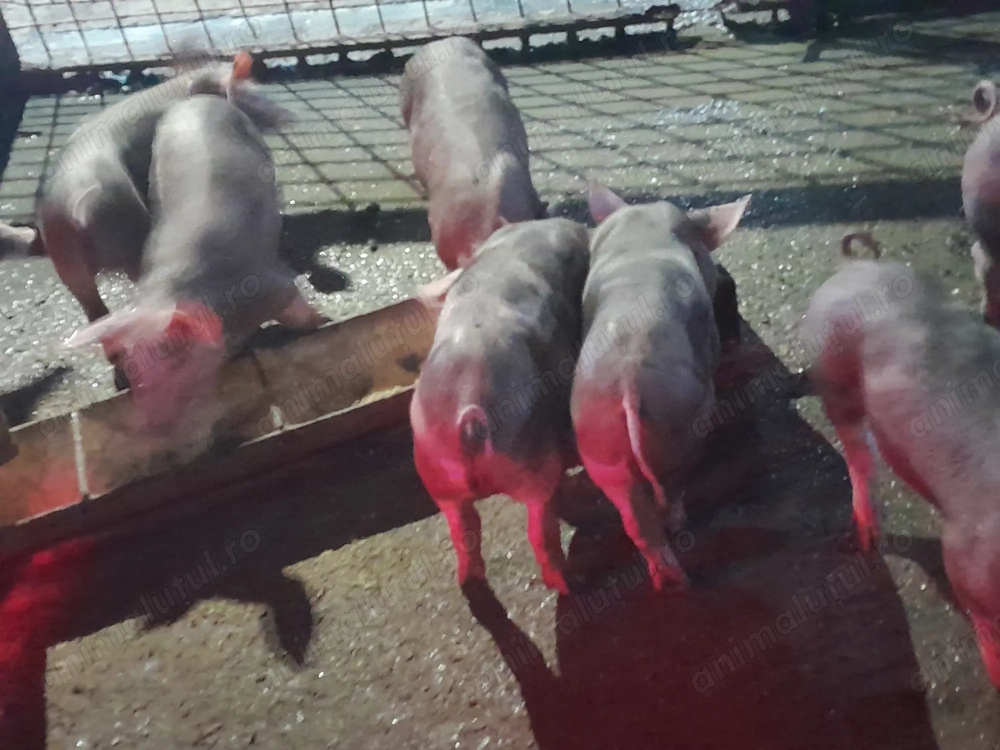 Purcei petrean 8 săptămâni 