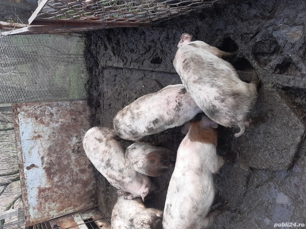 Purcei  si de protap