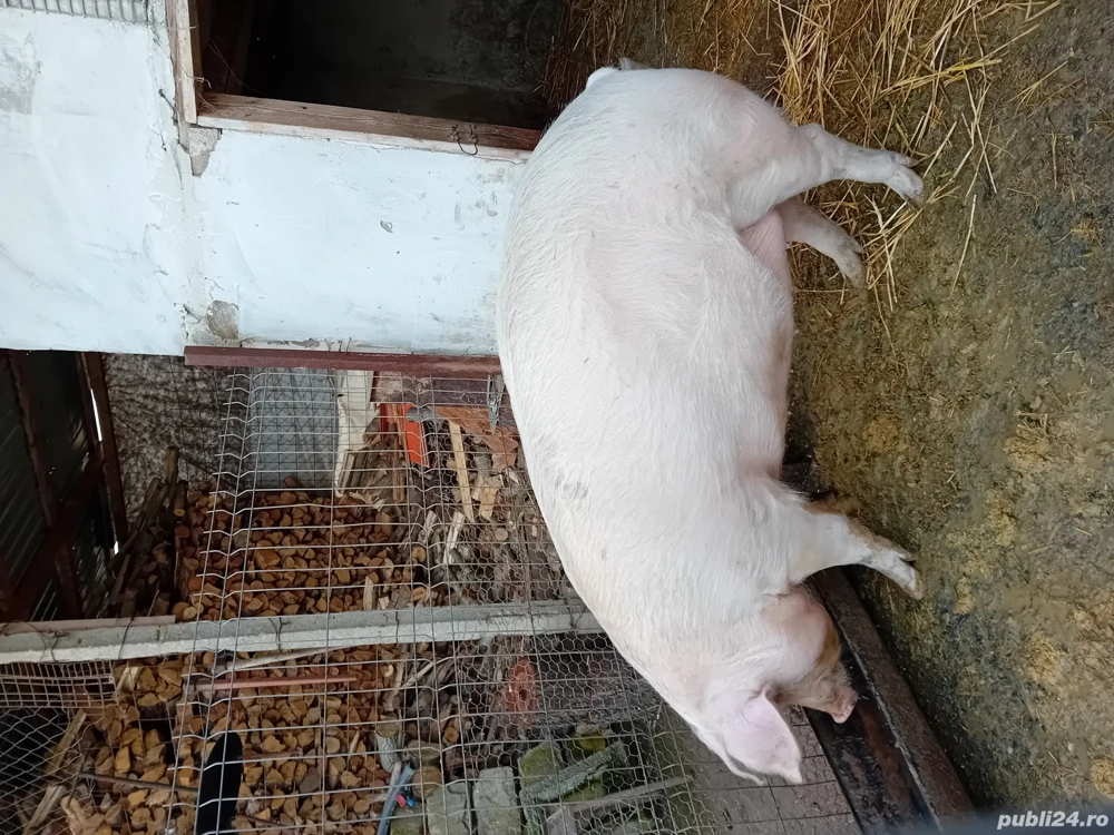 PORCI de vânzare!  Făcaeni  IALOMIȚA 