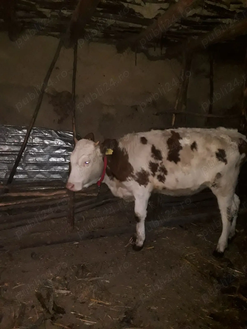 Vițică de vânzare 10 luni