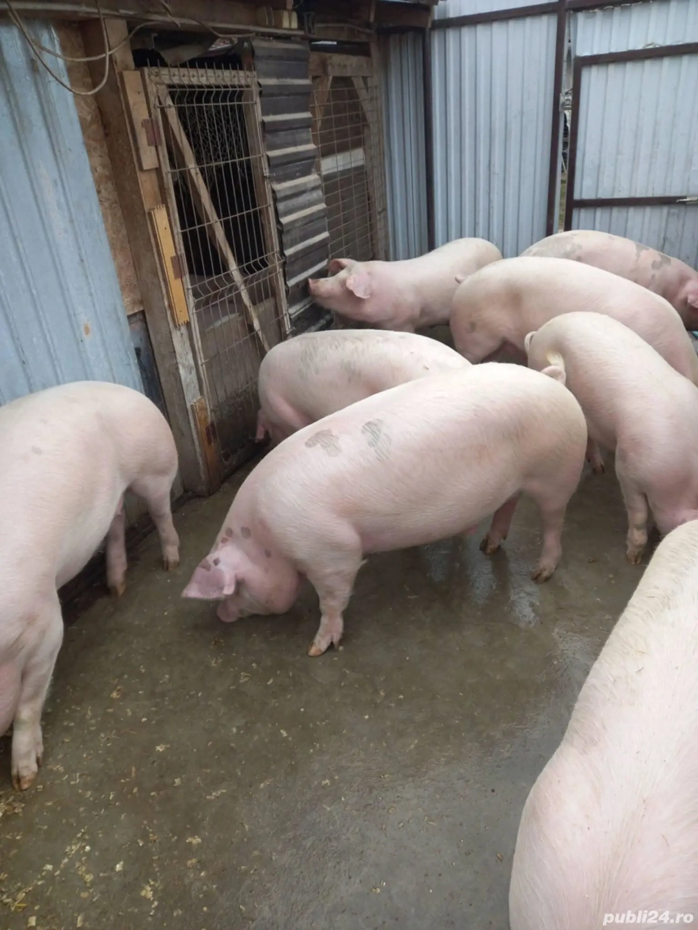 vând 9 porci pentru sacrificare 130-170 kg