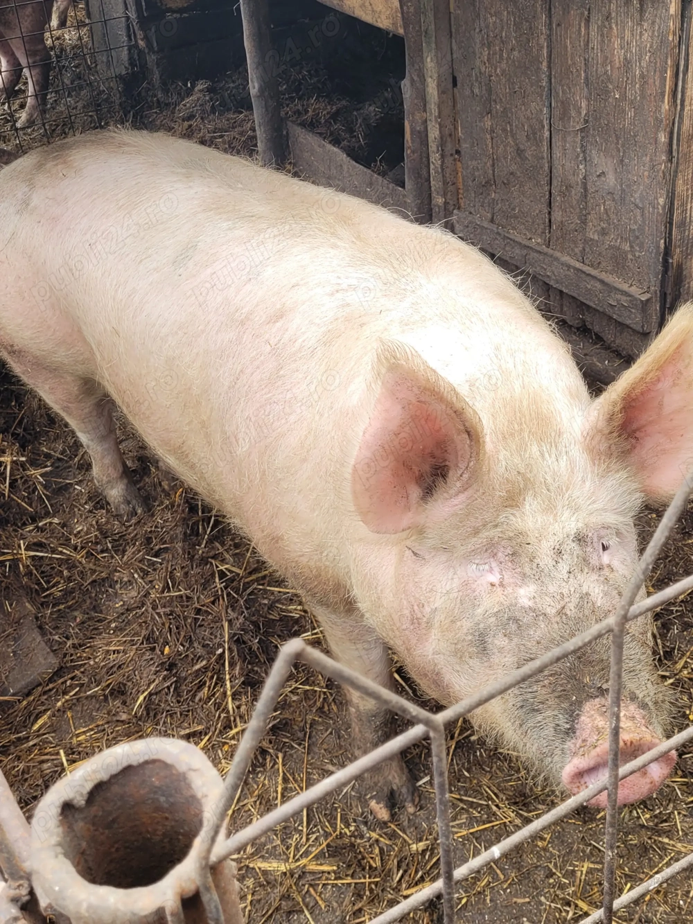 Vand porc 180 - 200 kg