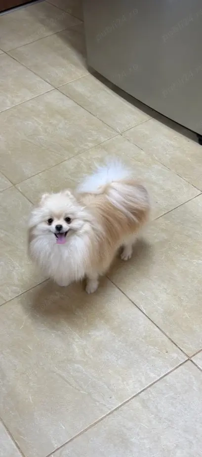Pui Pomeranian  - CANISA