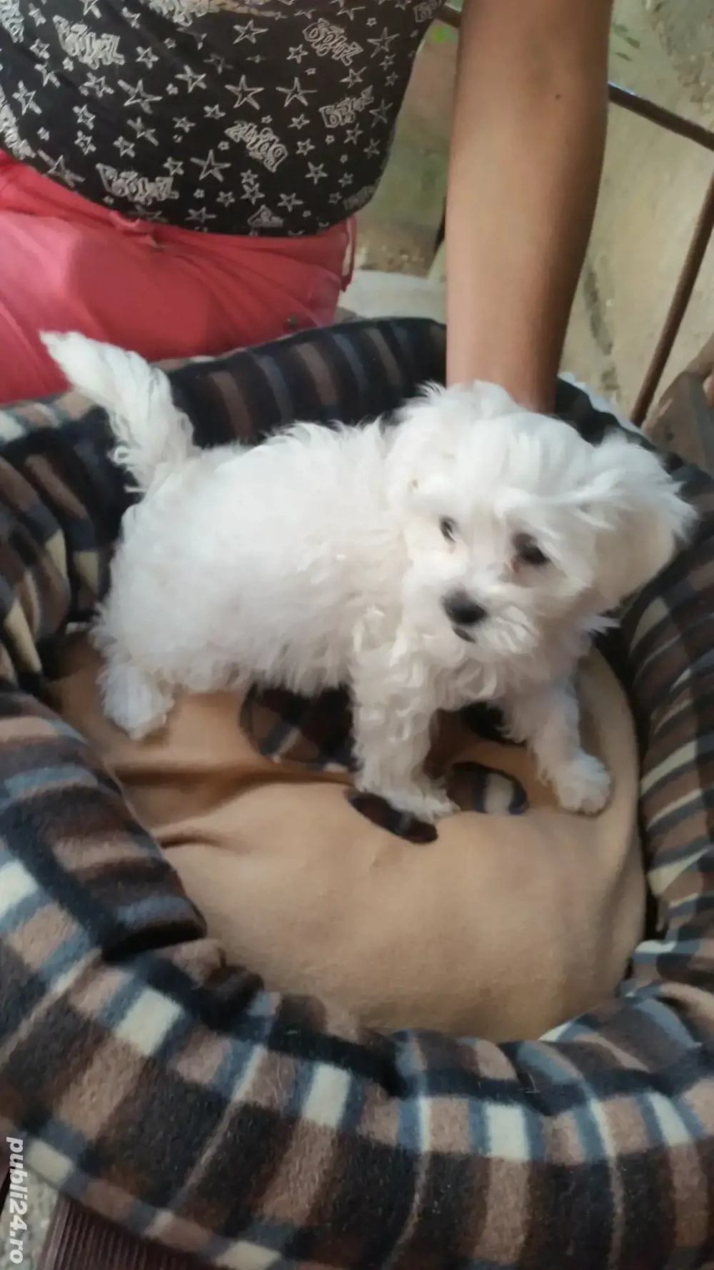  Bichon Maltez Pasaport Bishon Talie Mica Bison