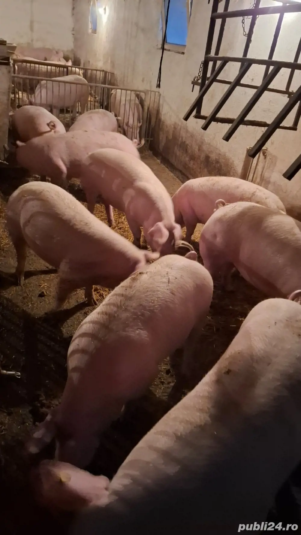 porci 100 120 kg landras pietrean