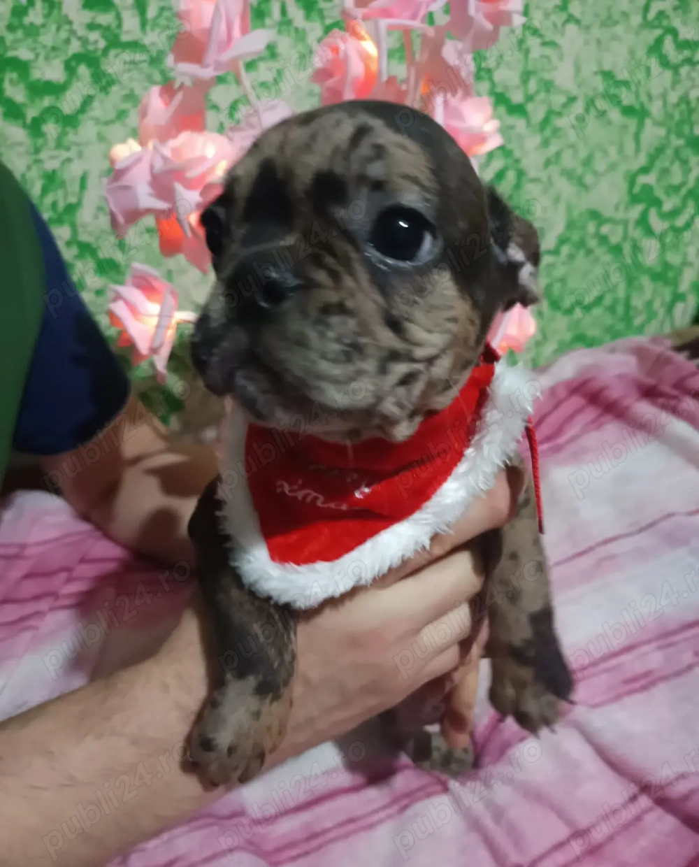 Patru băieței și o fetiță de Buldog francez