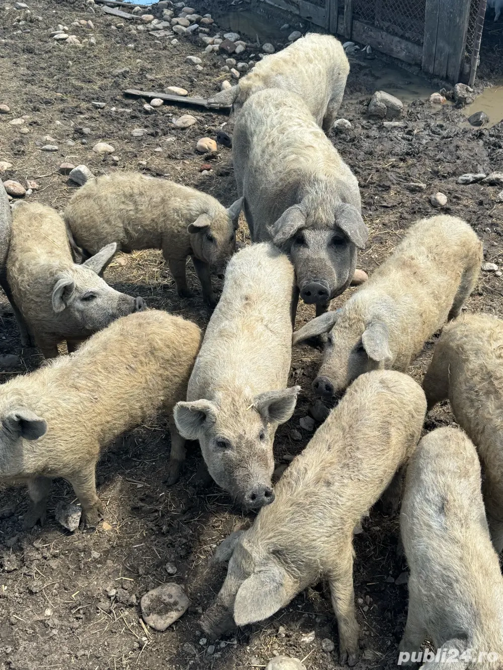 Porc Mangalita pentru Craciun