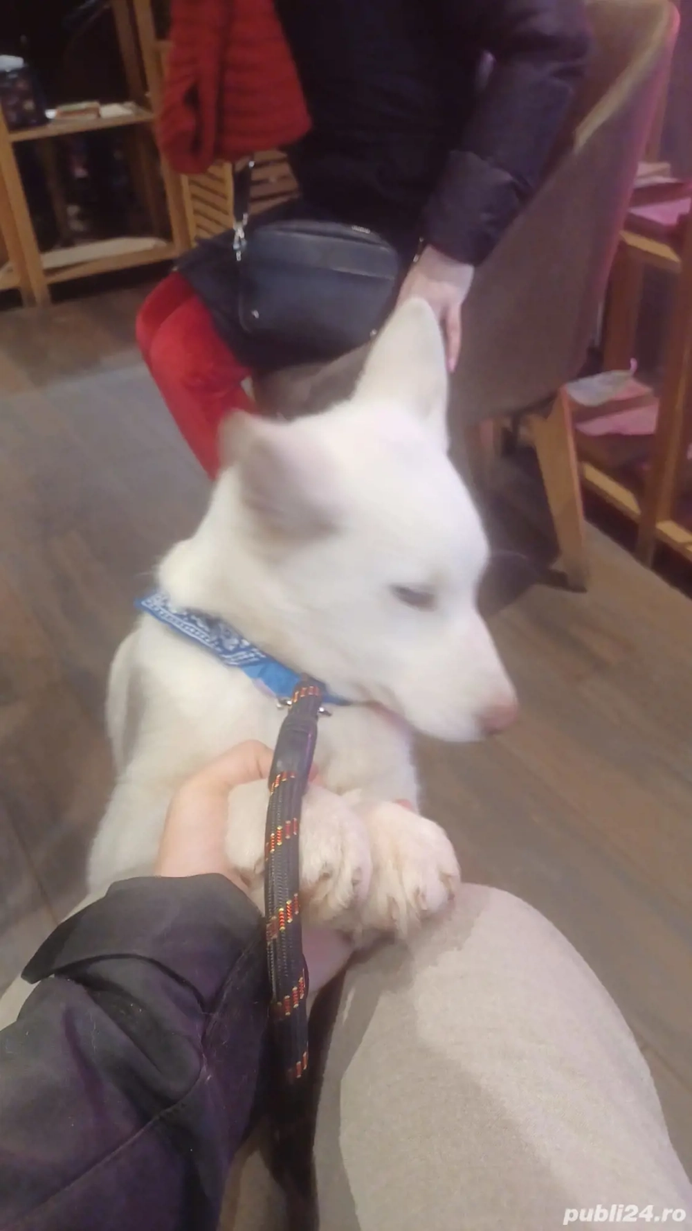 Husky siberian