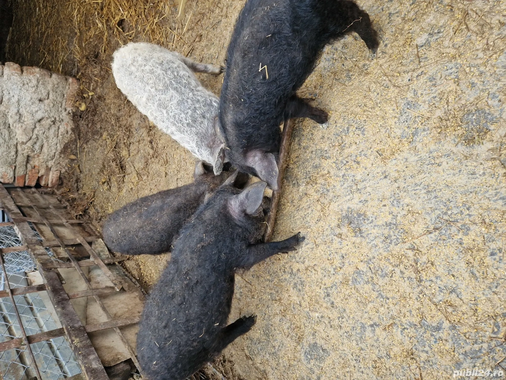 Vând purcei mangalita 