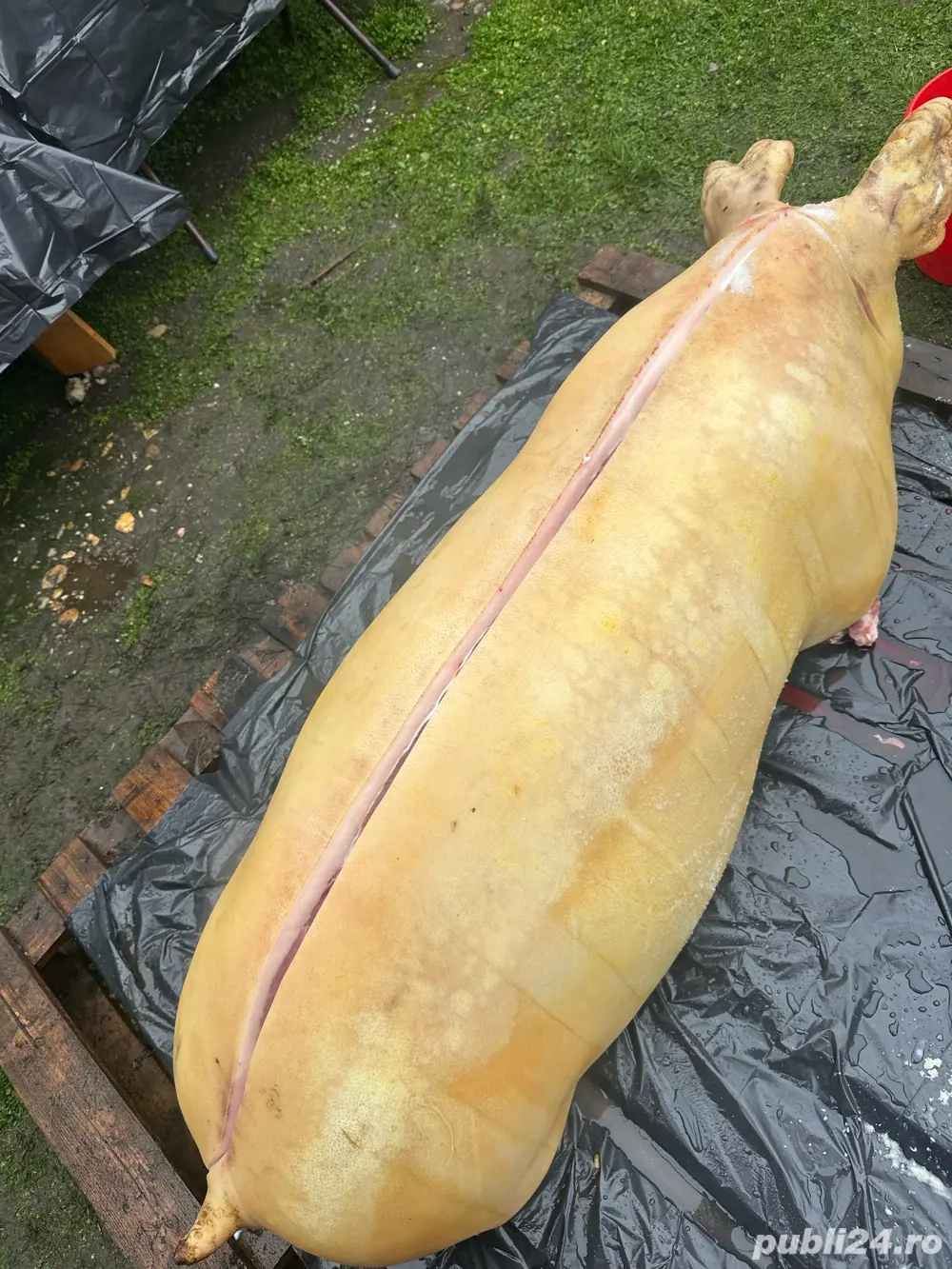 porci de carne asigur transport