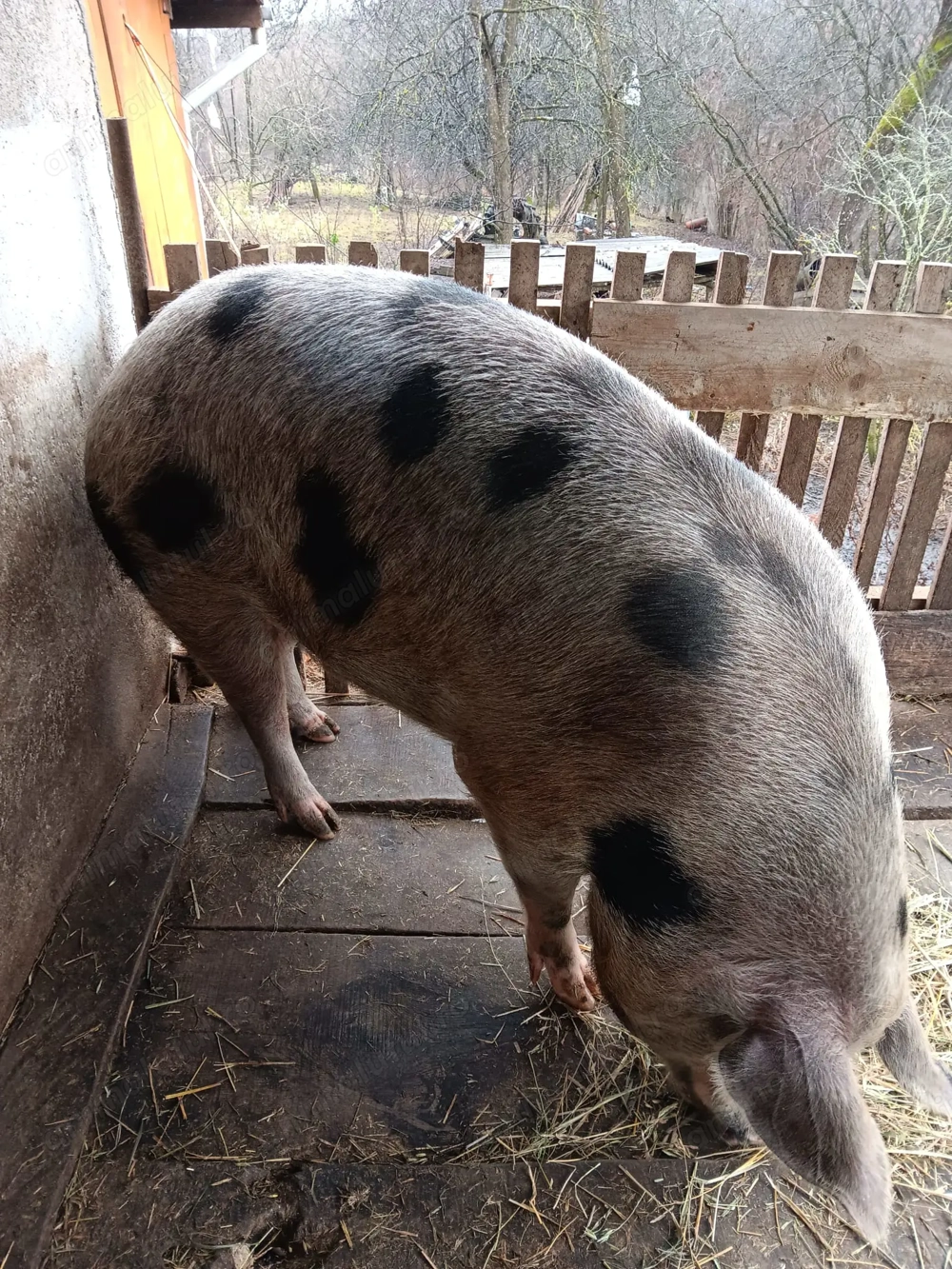 Vând porc 200kg, 14lei kg