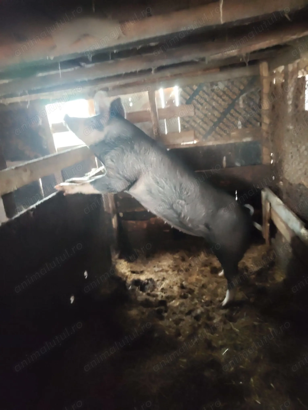 Vând purcelușa 140 kg  Vișina Db   lei pe kg in viu 