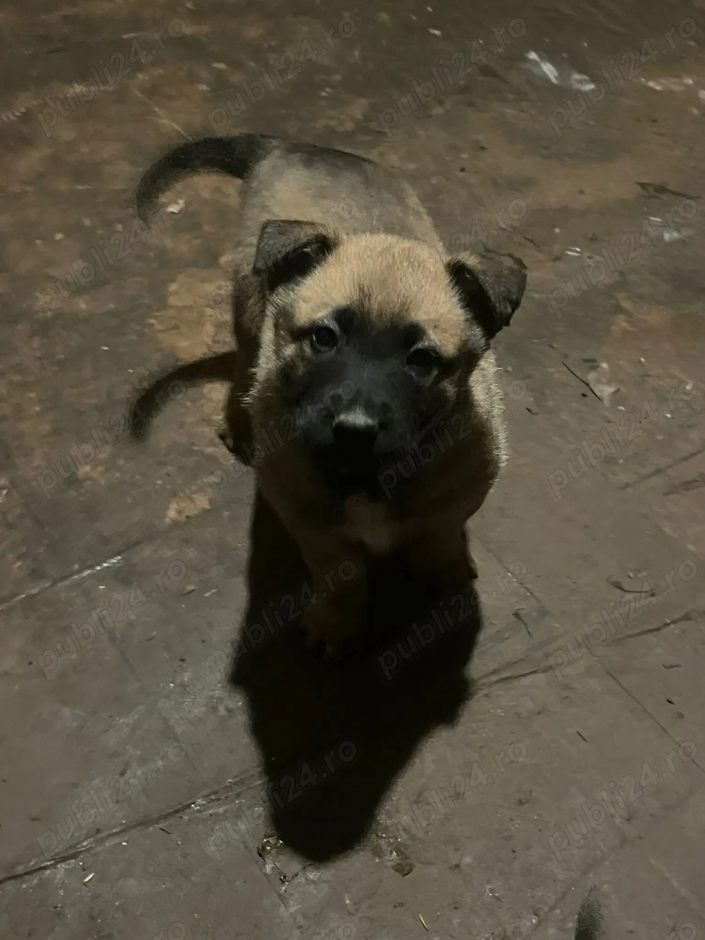 Ciobanesc malinois belgian