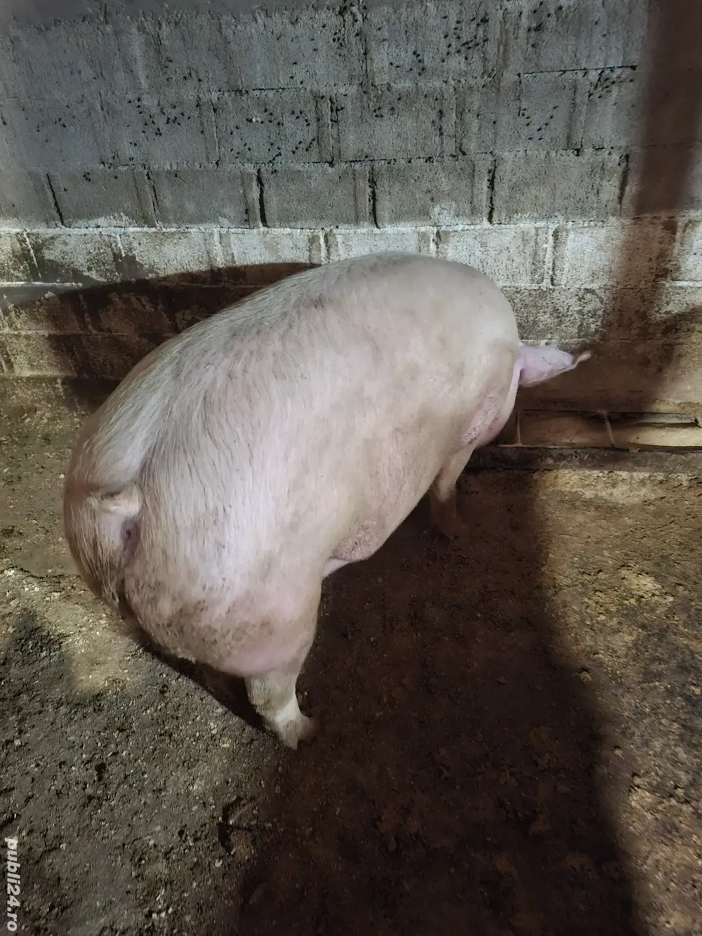 Vând jumătate de porc carcasă sau în viu 180 kg sau 200 kg