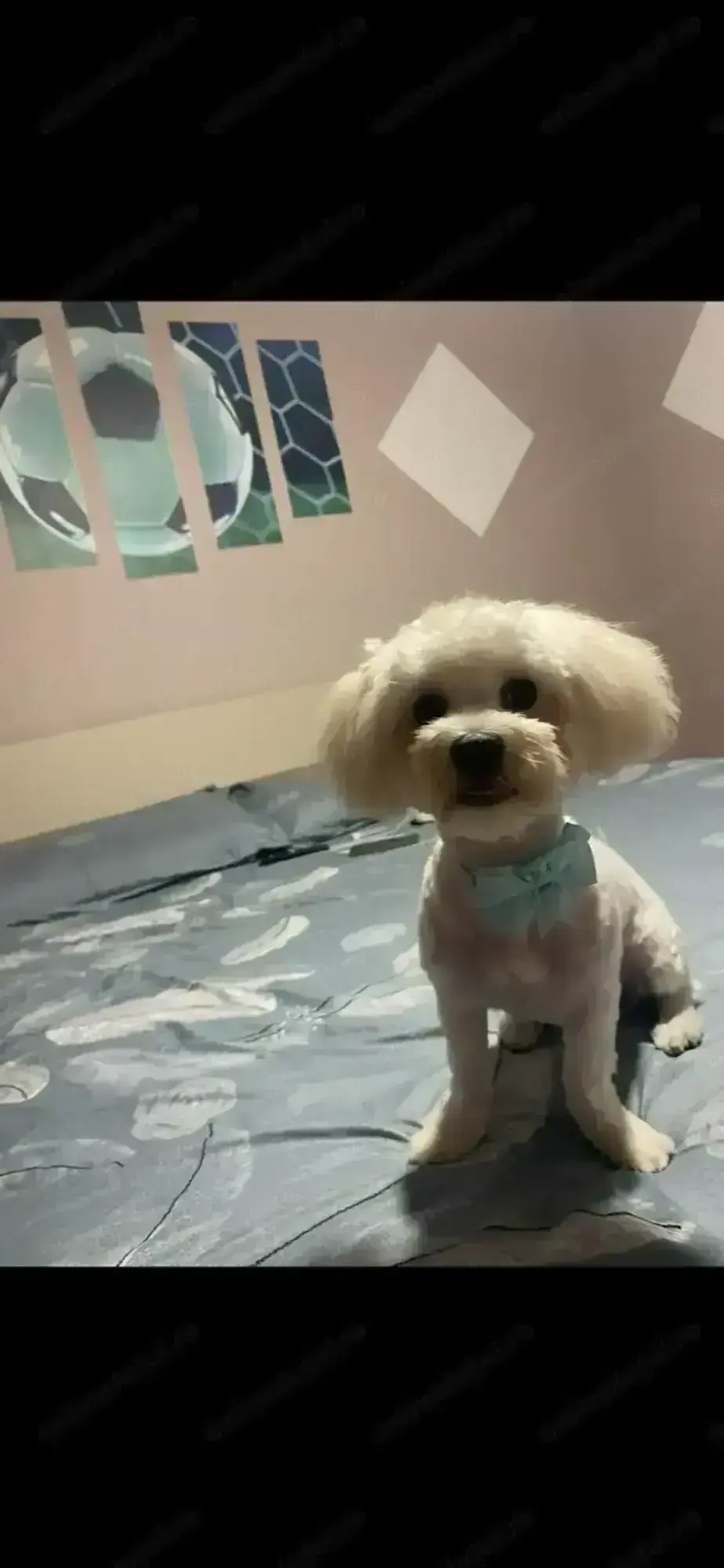 Bishon Maltez Mascul