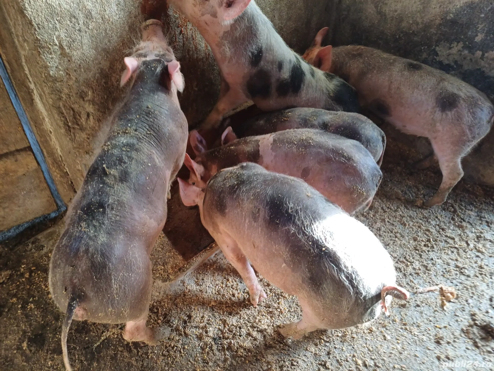 Vând 6 purcei Petren și o scroafă Petren 120-130kg.