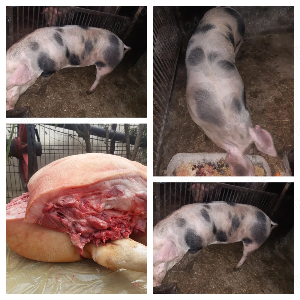 De vânzare porc rasa pietrain
