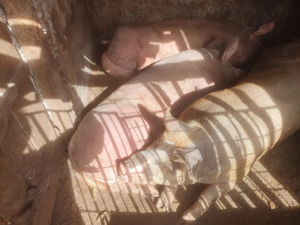 Porci de carne de vanzare.