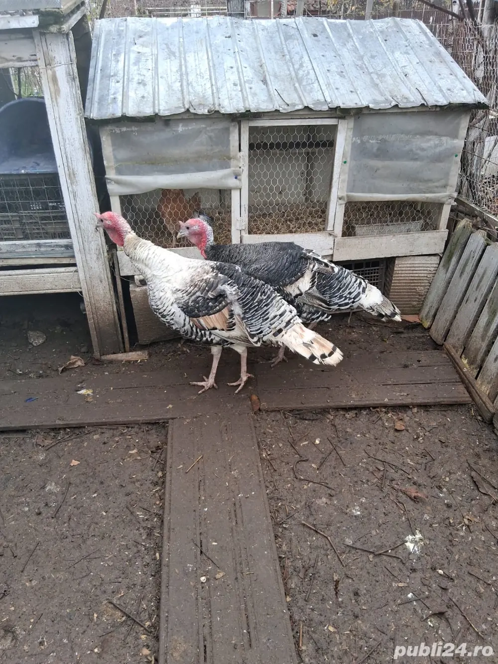 Curci si curcani, gaini si cocosi Australop Playmouth