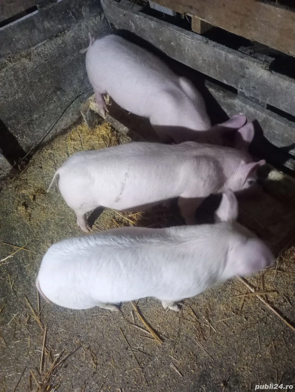 purcei de 7 săptămâni 