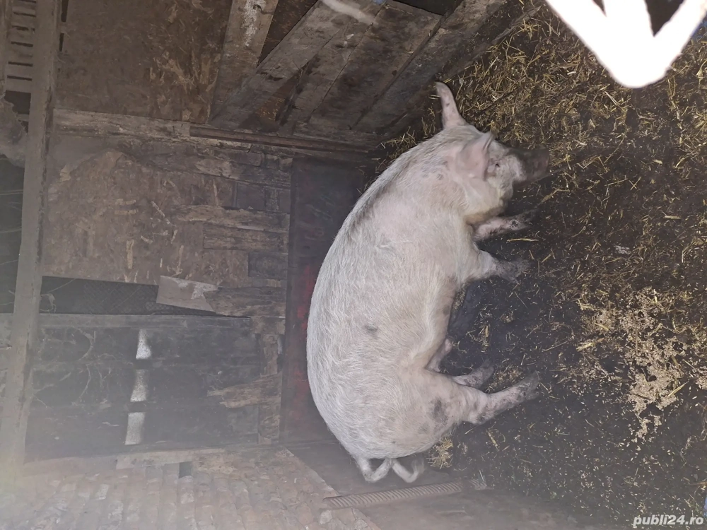 Vand vier marele alb