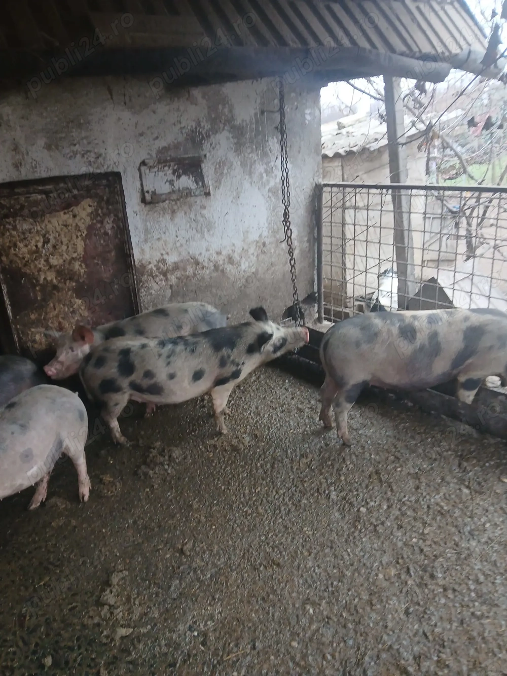 Șoldani ( scrofițe ) de  vanzare