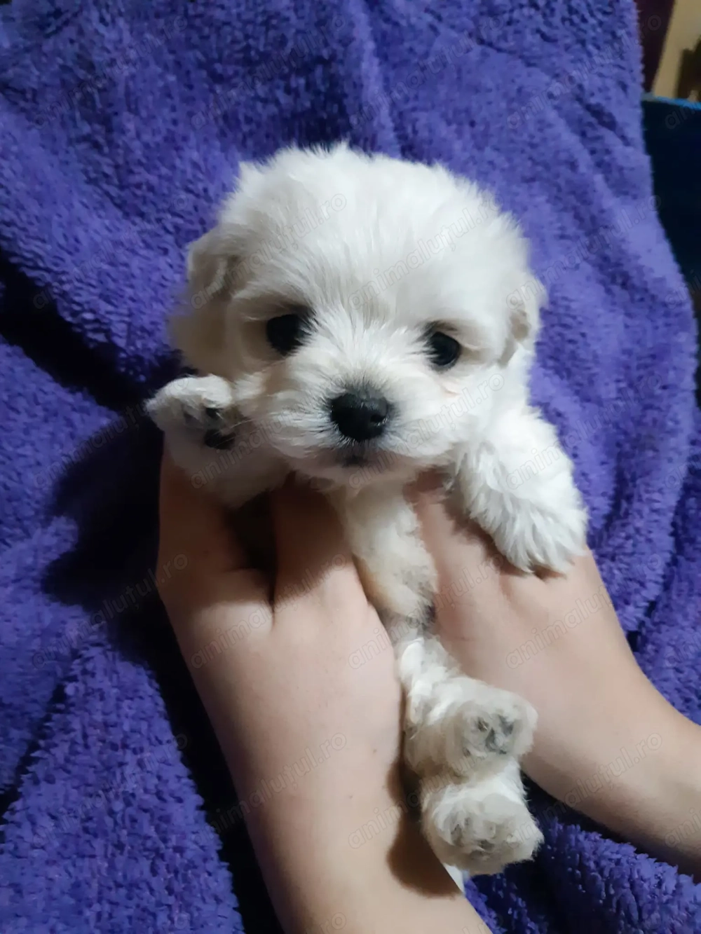 Urslueti bichon maltez 5oo