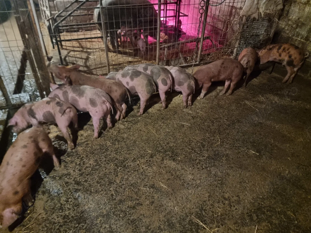 Disponibili purcei de 9 săptămâni 