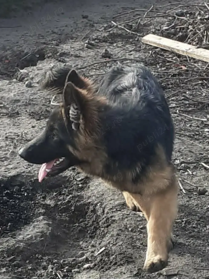 de vinzare catel ciobanesc german 6 luni este fetita rasa pura