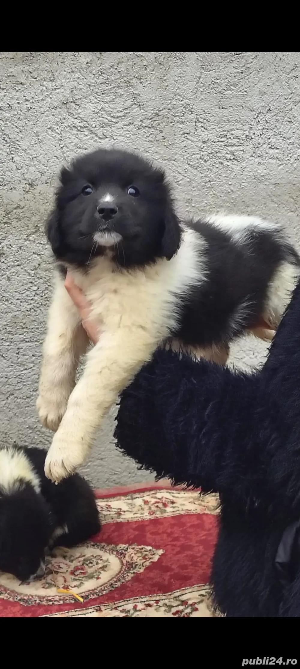 Femela Ciobănesc Romanesc de Bucovina 