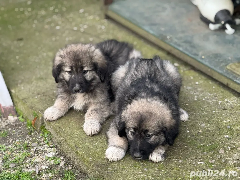 Pui Ciobanesc Romanesc Carpatin