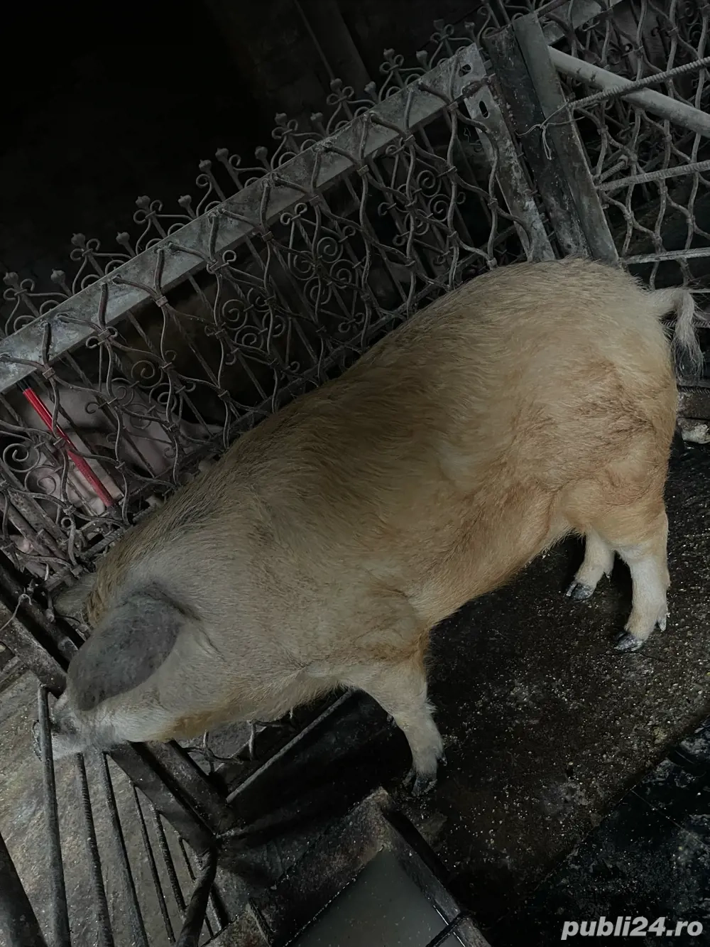 porci mangalita si de carne 