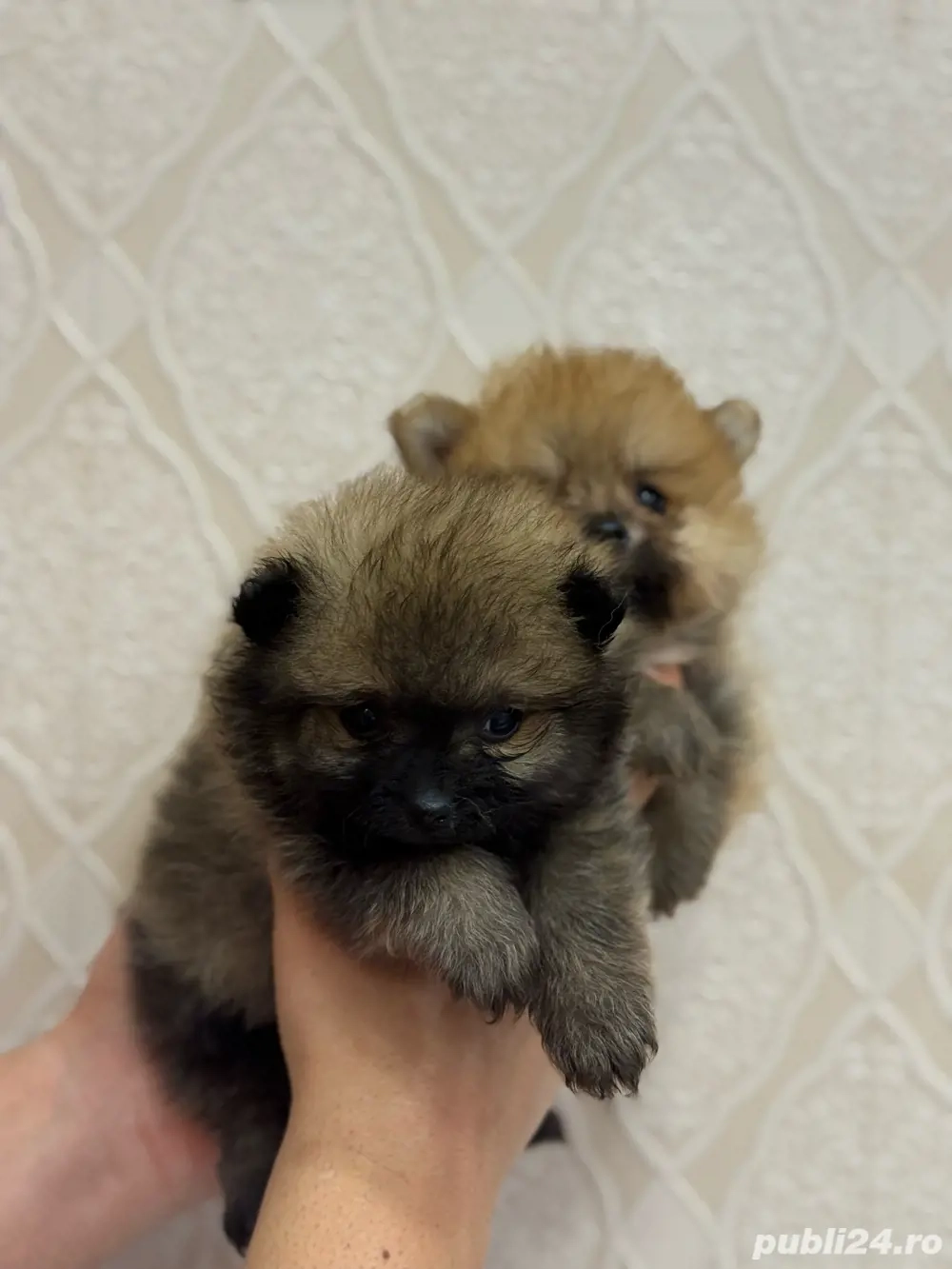 Pomeranian maro fetita 